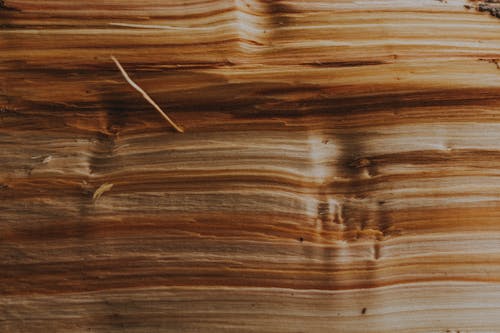 Textured background of cut tree trunk with lines