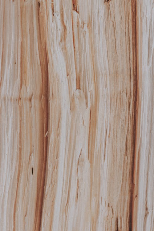 Backdrop of cut firewood with curved lines on irregular beige surface with dense texture