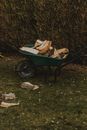 Wheelbarrow with woodpile on meadow against hedge