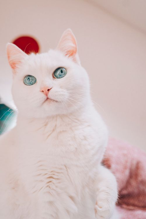 Free Adorable Turkish Angora cat with blue eyes, captured in a bright indoor setting. Stock Photo