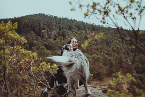 Foto stok gratis border collie, ceria, domestik