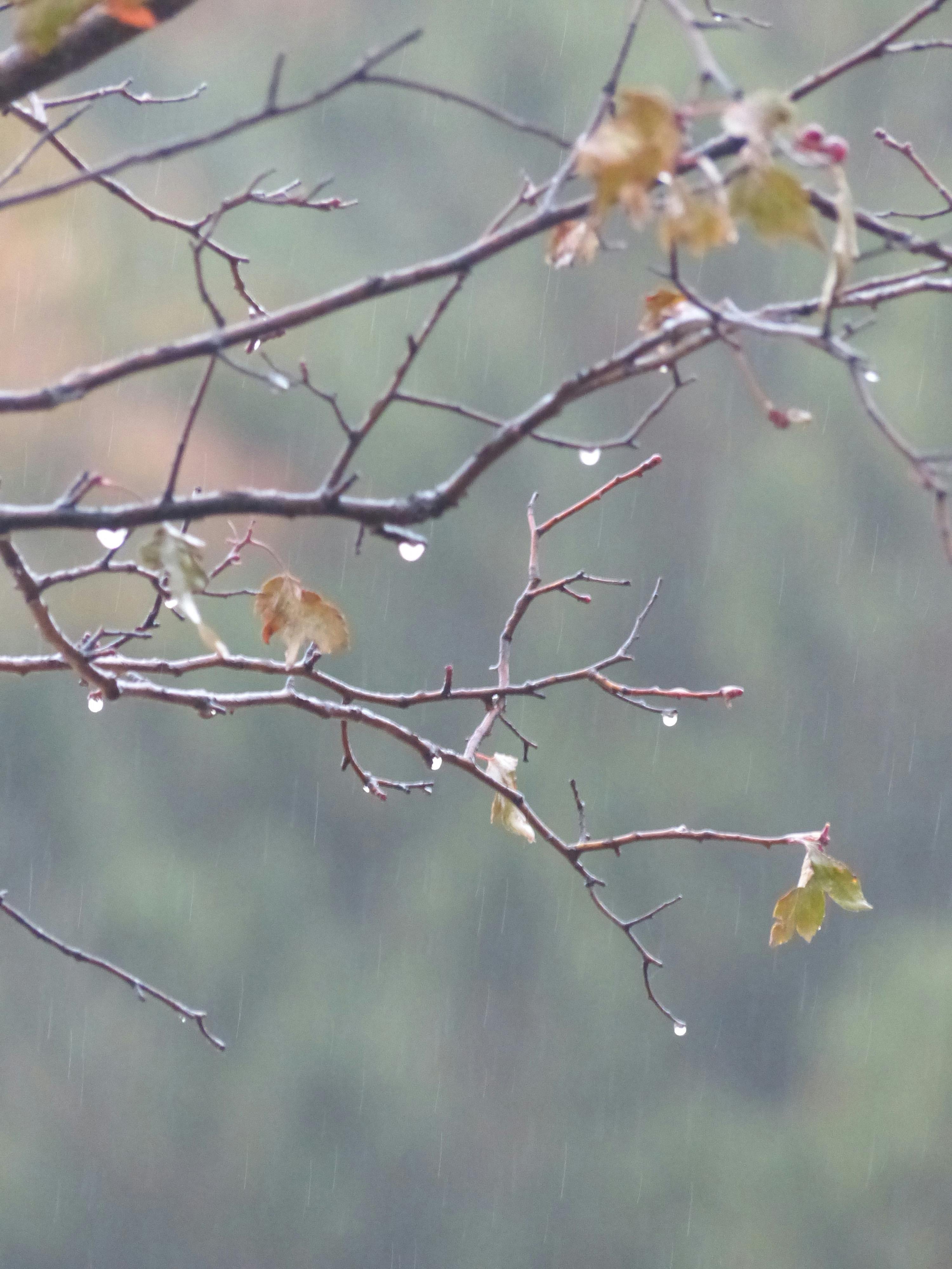 Free stock photo of after the rain, trees