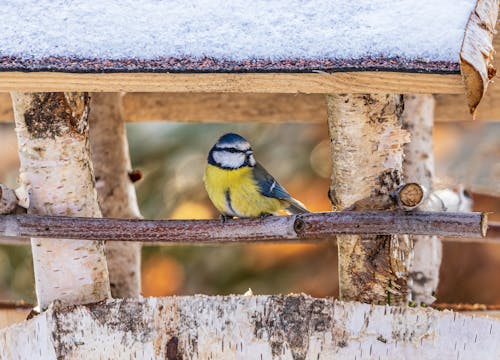 Close-up Photo of Eurasian Blue Tit perched on a Twig 