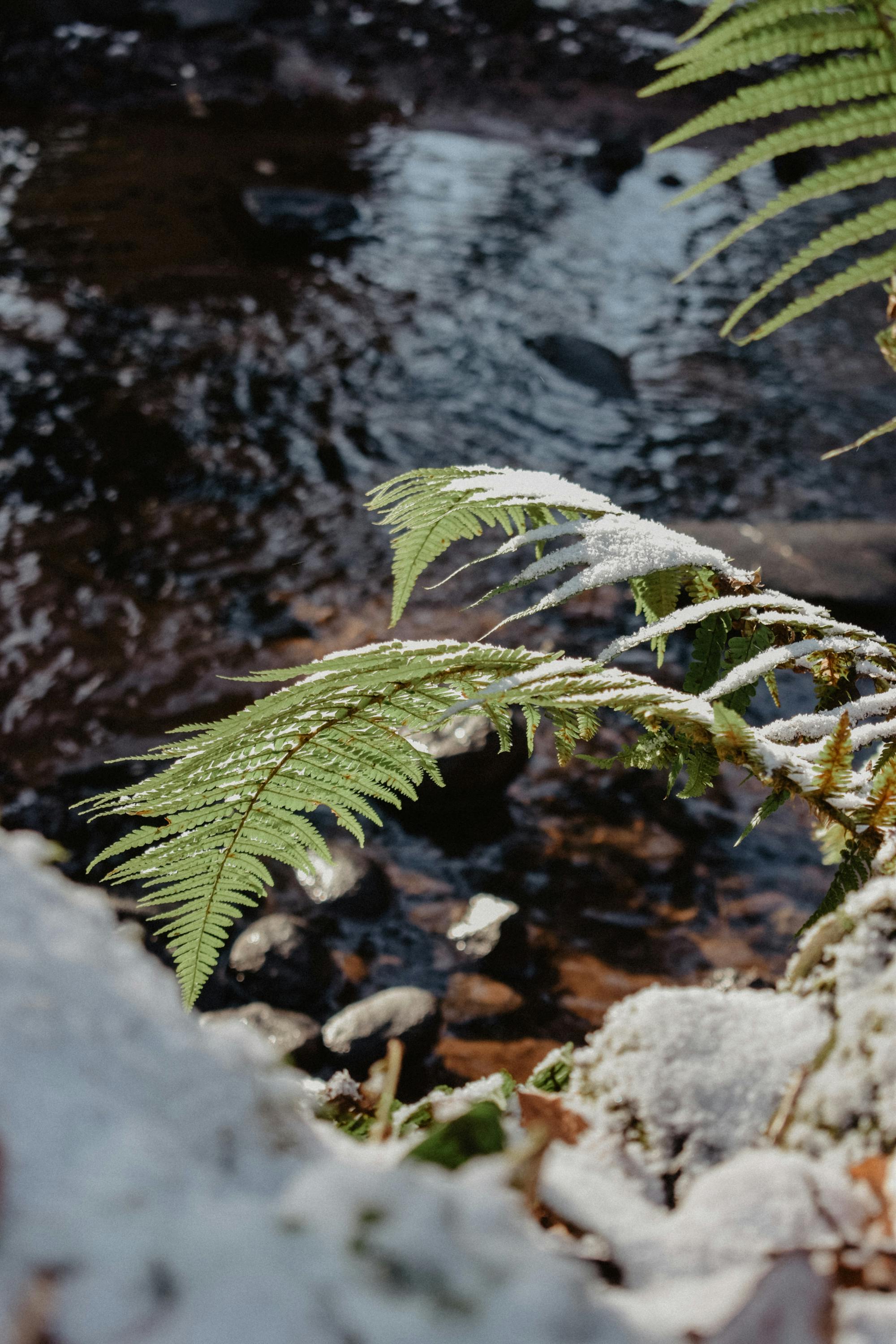 Close-up of snow-tipped fern leaves by a river in Scotland, capturing winter's delicate touch.