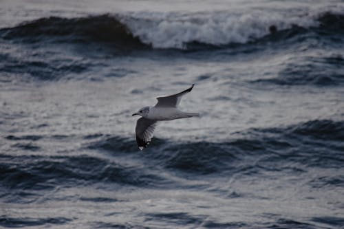 Δωρεάν στοκ φωτογραφιών με laridae, γλάρος, θάλασσα