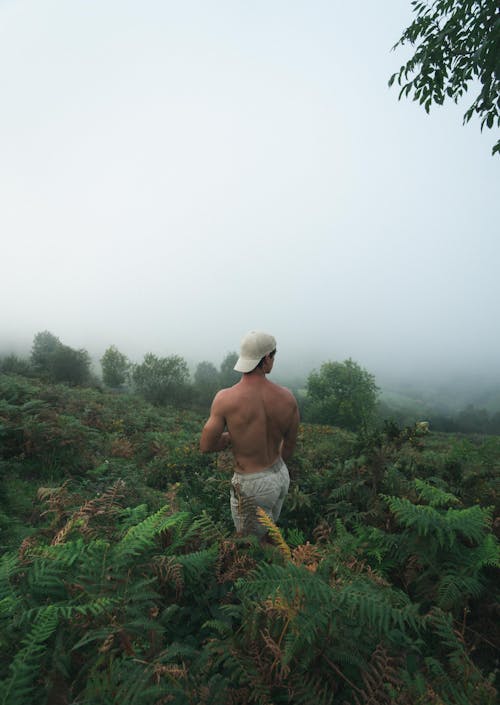 Photos gratuites de brouillard, debout, forêt tropicale