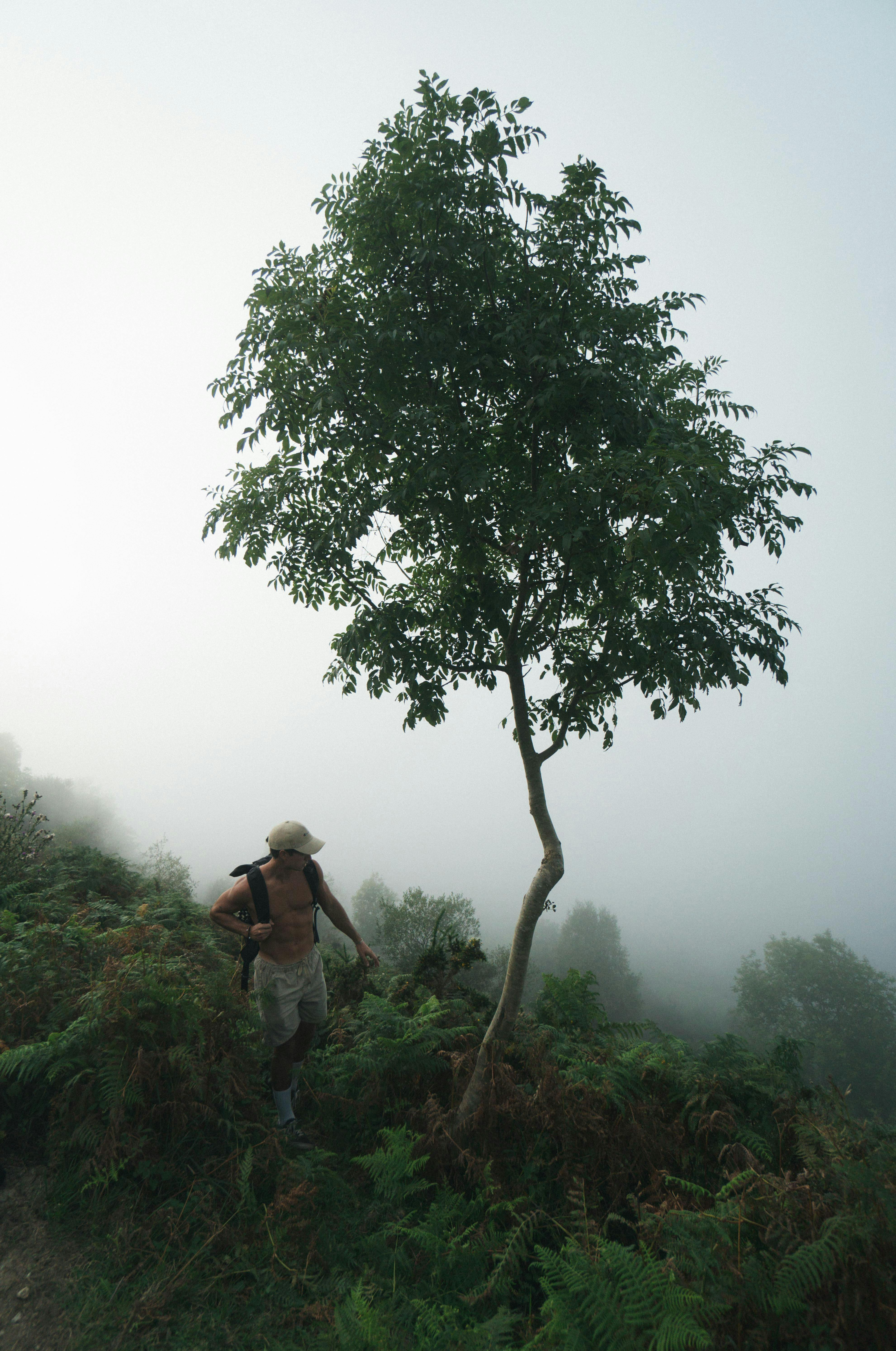 A lone hiker stands beside a tree in a misty, foggy rainforest, creating a serene and mysterious atmosphere.
