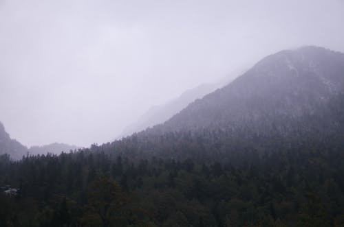 Foto d'estoc gratuïta de amb boira, arbres, bromós