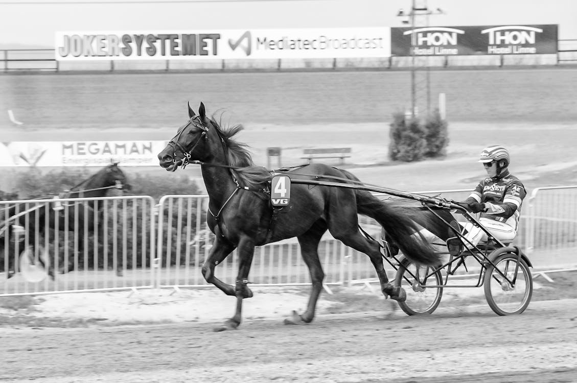 Free Horse Trotting in Harness Racing  Stock Photo