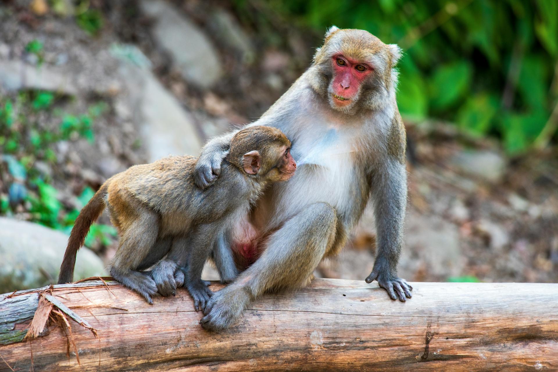 A heartwarming scene of a rhesus macaque mother and baby bonding on a tree log in their natural habitat.