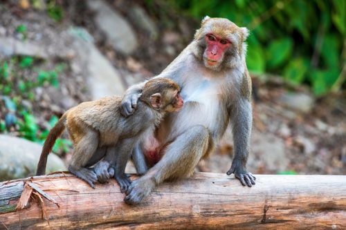 Free A heartwarming scene of a rhesus macaque mother and baby bonding on a tree log in their natural habitat. Stock Photo