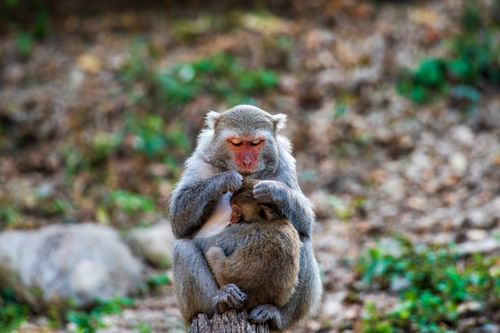 Free Tender moment between macaque mother and baby in Taiwan's lush forest. Stock Photo