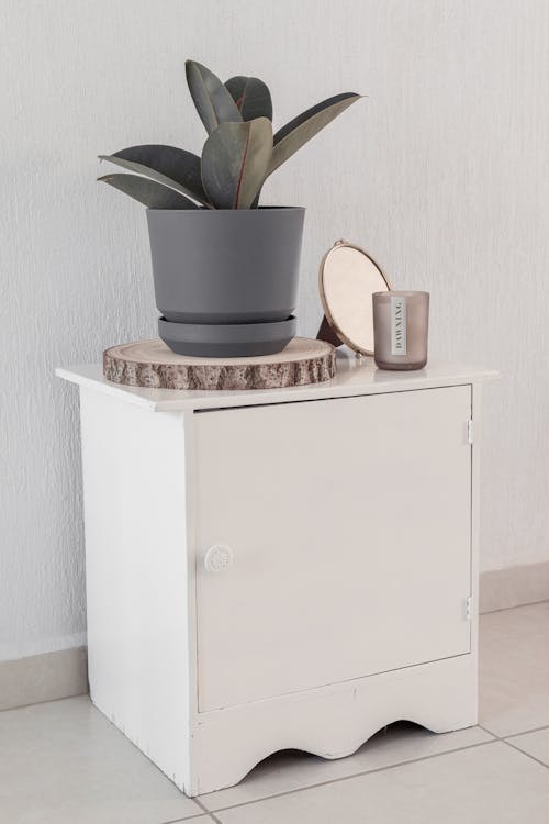 Free Rubber Plant in a Pot on a Cabinet  Stock Photo