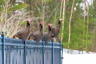 Flock of Turkey on Metal Fence