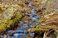 一条宁静的林地溪流流过石头，苔藓和倒下的原木环绕四周