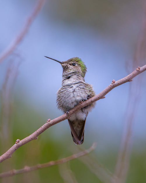 Free Green and Gray  Humming Bird on Tree Branch Stock Photo