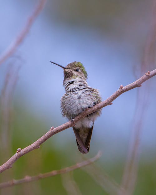 Free A Hummingbird on Brown Tree Branch Stock Photo