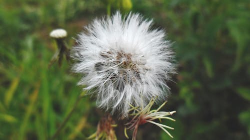 Weiße Löwenzahnblume