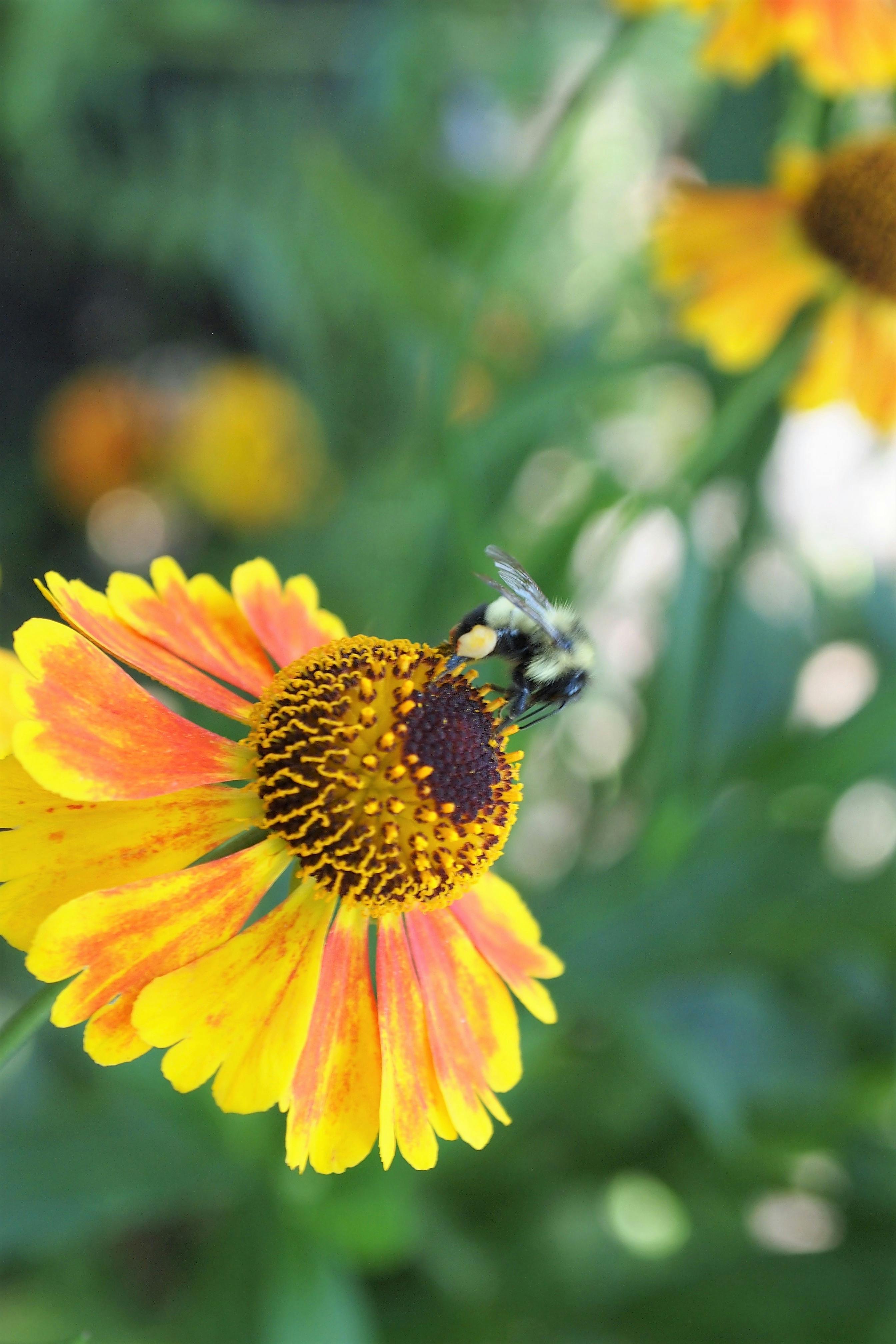 Free stock photo of bee, Black Eyed Susan, bumblebee