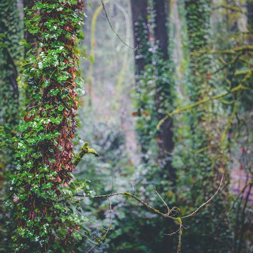 Free Trees covered with ivy in lush forest Stock Photo