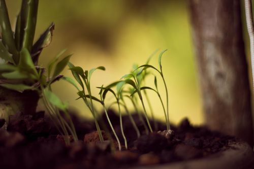Free stock photo of hopes Stock Photo
