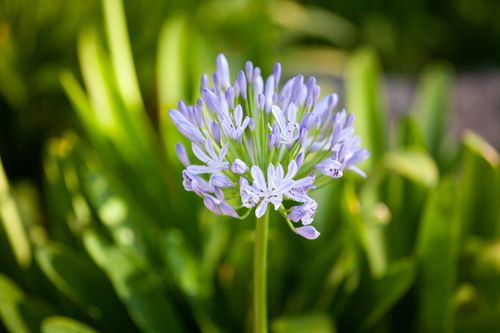 Free Vibrant African lily blooming in a sunlit California garden with lush green foliage. Stock Photo