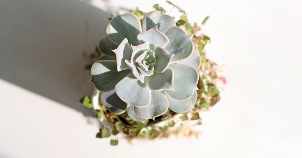 Créer un jardin d'intérieur : idées et inspirations