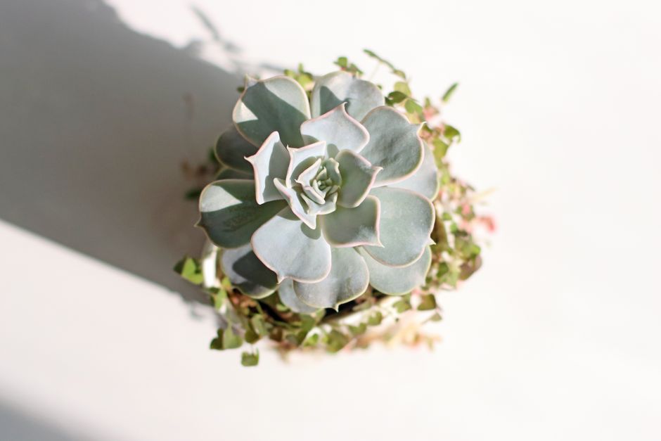 A healthy, vibrant Echeveria showing compact growth and bright colors - succulent need light A healthy, vibrant Echeveria showing compact growth and bright colors - succulent need light