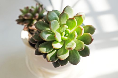 Free A detailed close-up of a vibrant green echeveria succulent in a white pot, bathed in sunlight. Stock Photo