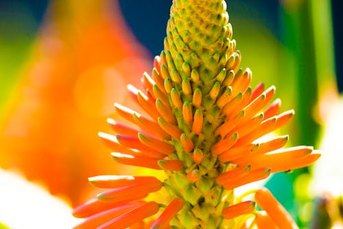 Orange Petaled Flower Macro Photography