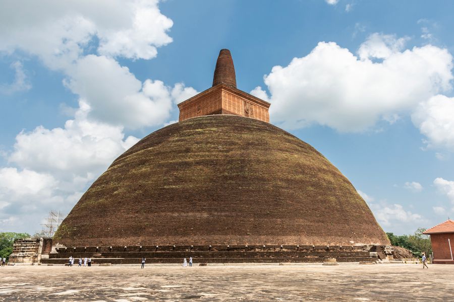 The Sacred Bodhi Tree