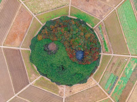 A stunning aerial view of a yin-yang shaped forest surrounded by farmland near Hangzhou, Zhejiang, China.