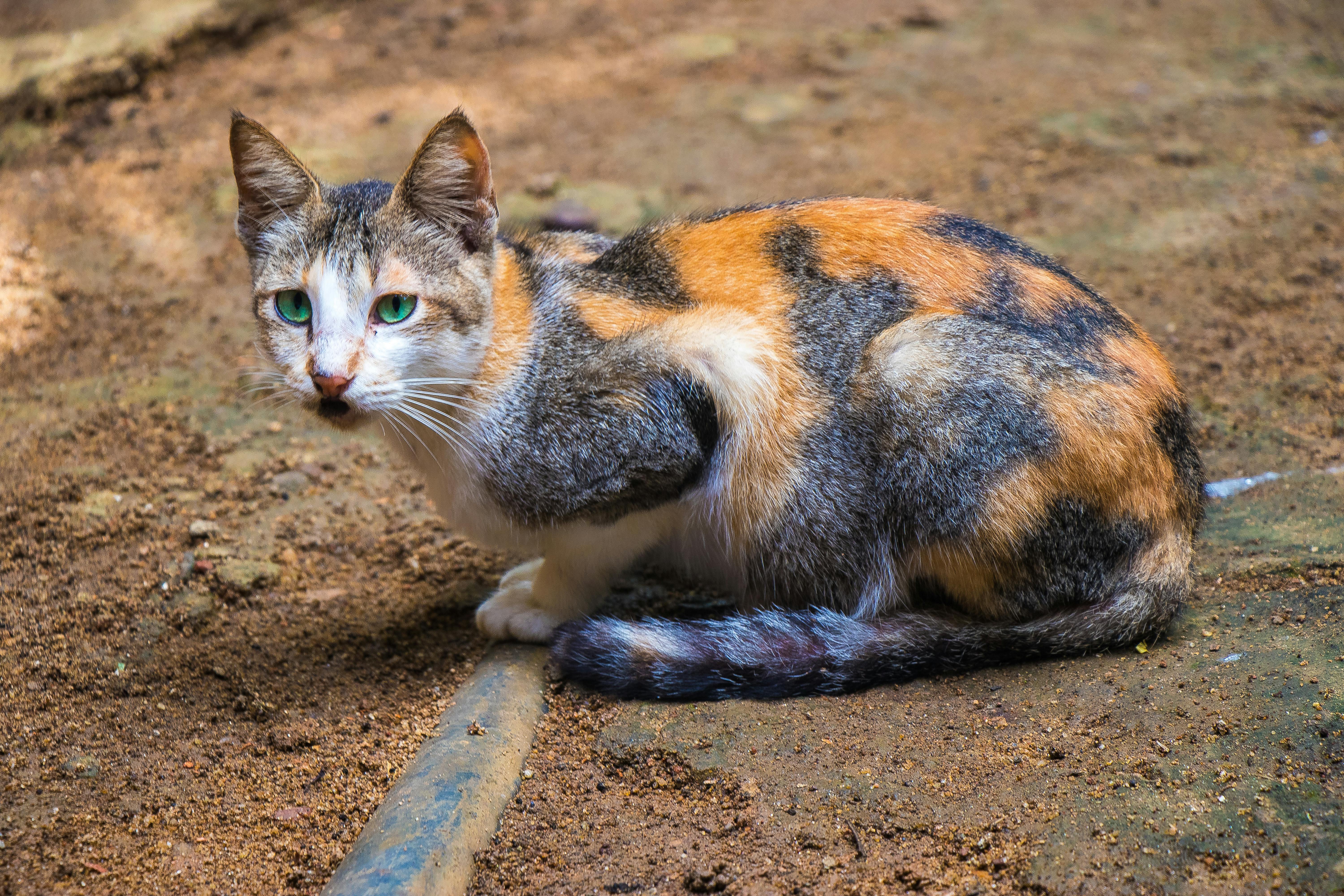 orange and blue tabby cat