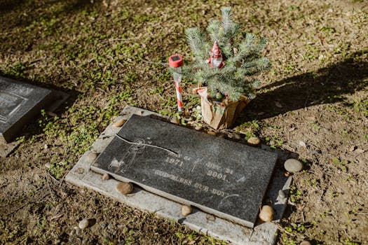 Immagine gratuita di albero, botanico, calma