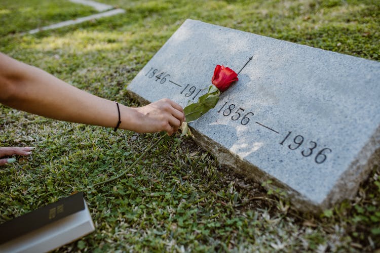 A Person Putting Red Rose In The Gravestone