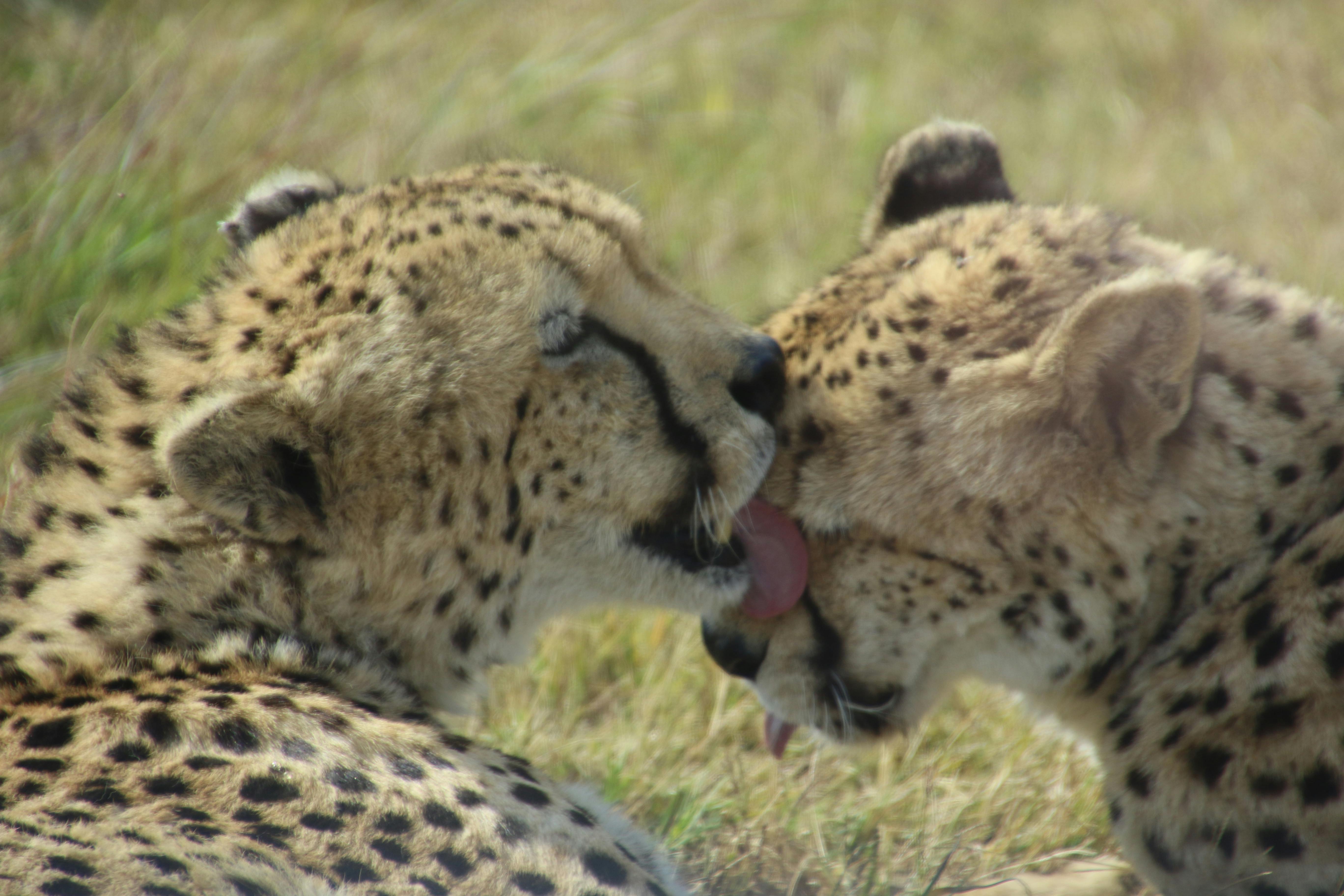 Free stock photo of cheetahs, couple, cute