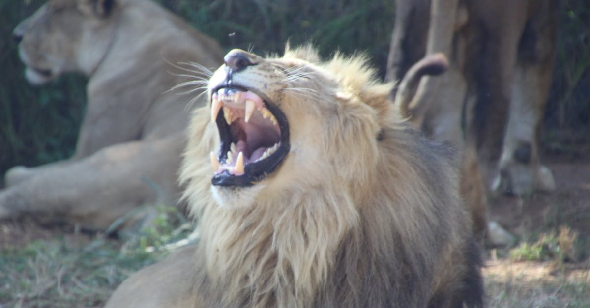 Free stock photo of dangerous, fur, lion