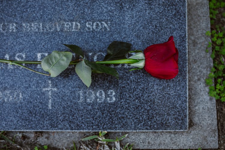 Red Rose Over A Grave Marker