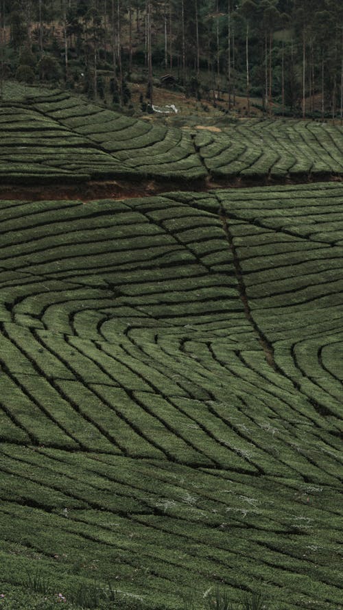 Fotos de stock gratuitas de agricultura, al aire libre, campo