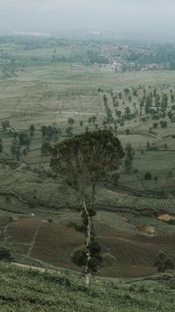 Aerial shot capturing expansive green plains, highlighting a single tree and distant village. - Fotografer Sidoarjo