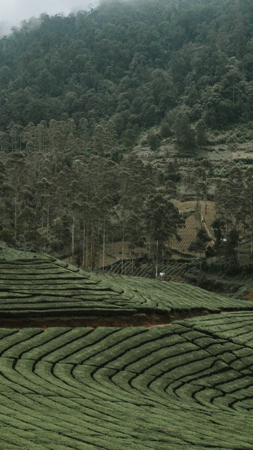 Foto d'estoc gratuïta de agricultura, camps de cultiu, creixement