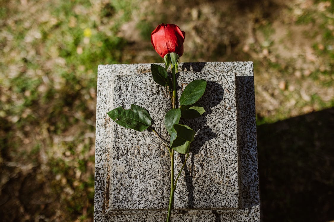 Gratis Fotos de stock gratuitas de cementerio, flor, hierba de césped Foto de stock