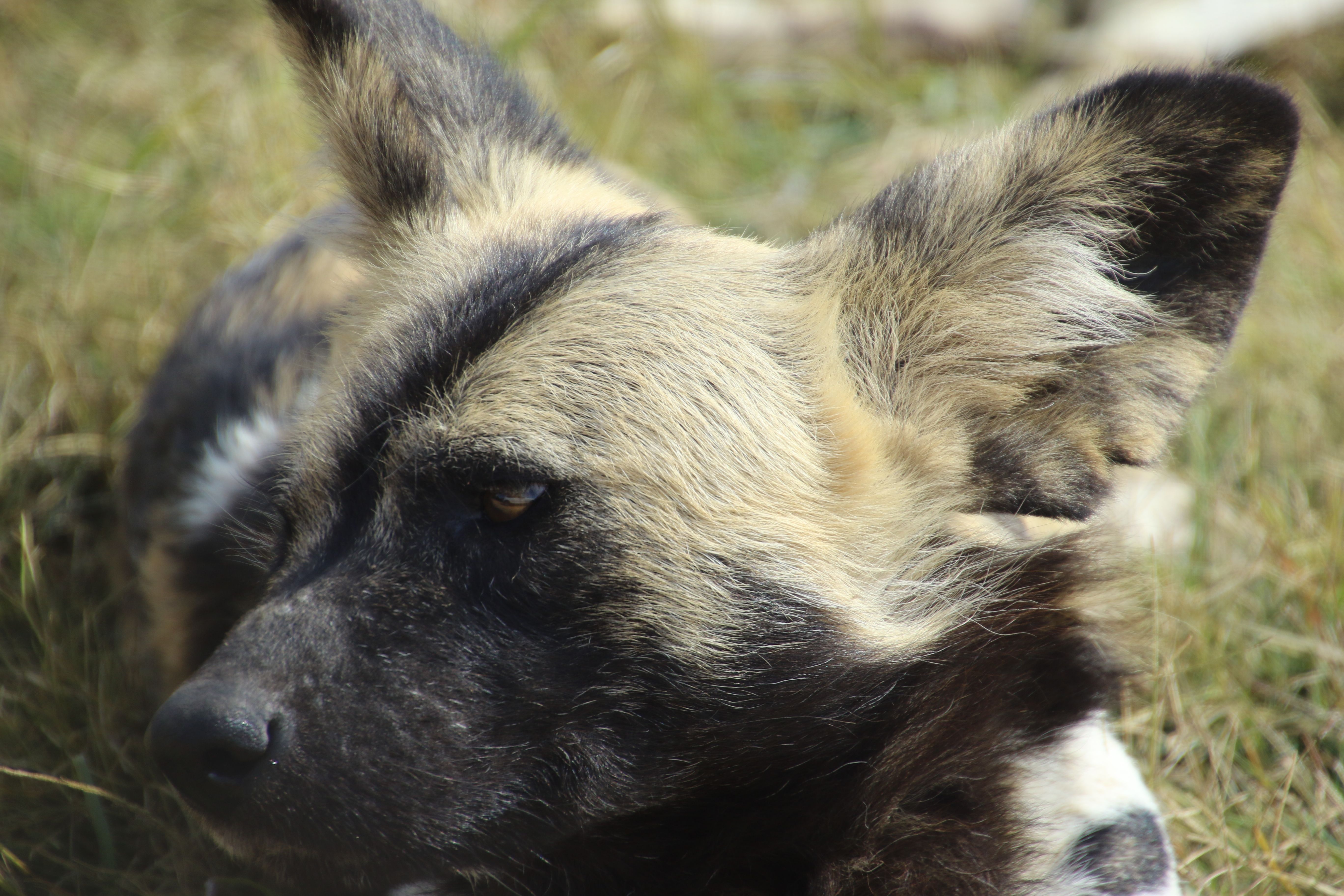 Photo Gratuite De Animal Chien Dangereux