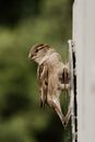 House sparrow reflecting in mirror in daytime