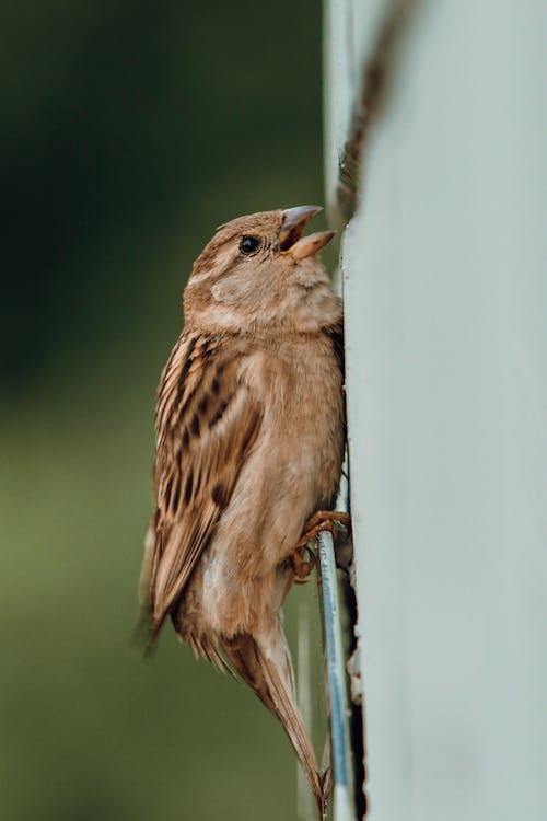 Close- Up Photo of Bird