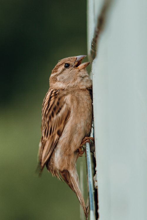 Free Detailed view of a finch perched vertically on a surface in Dodoma, Tanzania. Stock Photo