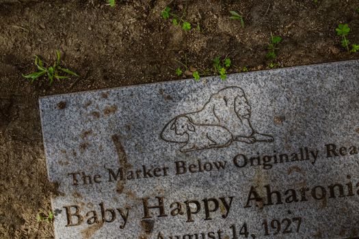 Weathered tombstone in a cemetery, memorializing Baby Happy Aharoni with lion engraving.