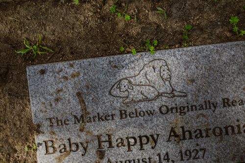Free Weathered tombstone in a cemetery, memorializing Baby Happy Aharoni with lion engraving. Stock Photo