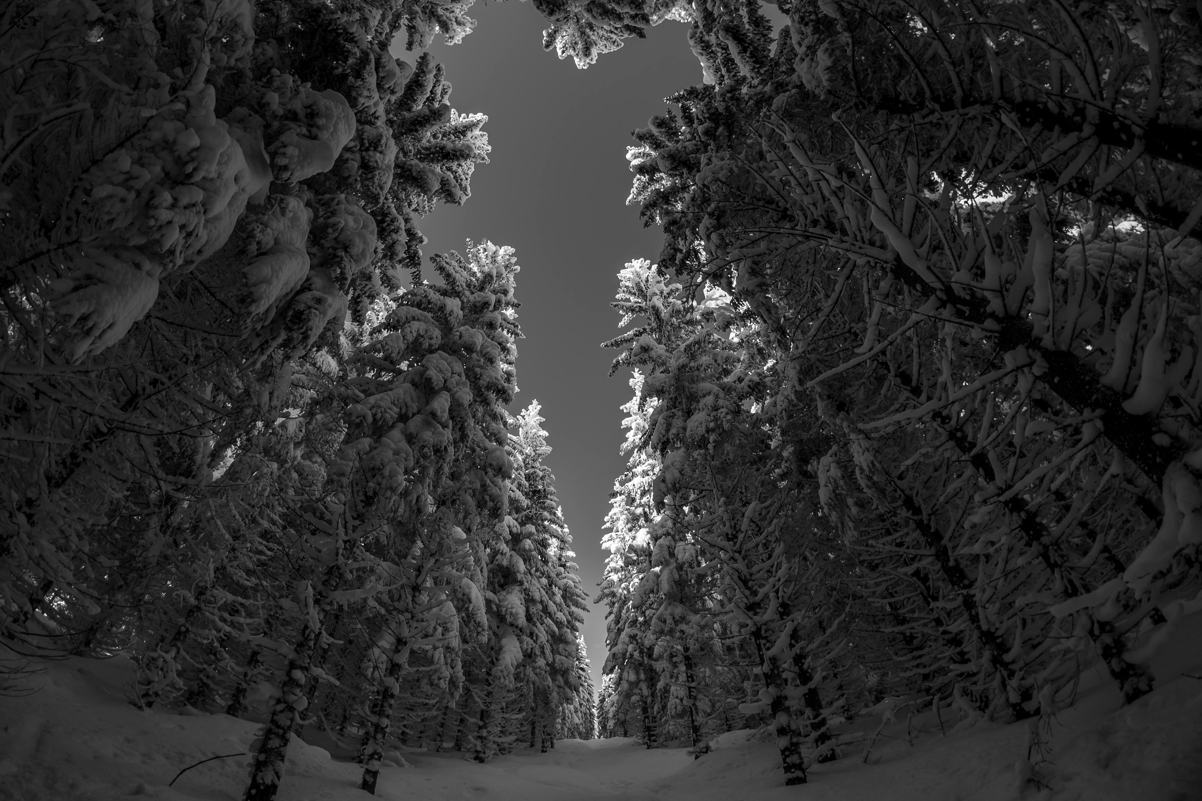 snowy forest wallpaper black and white