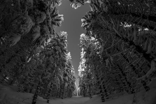 Black and white photograph of a snow-laden coniferous forest, captured from a low angle.